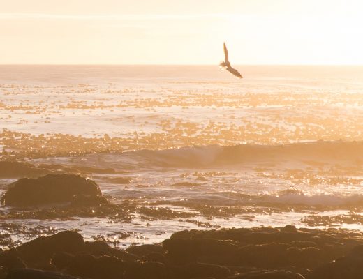 Cape of Good Hope, South Africa