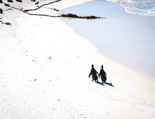 penguins, Boulders Beach