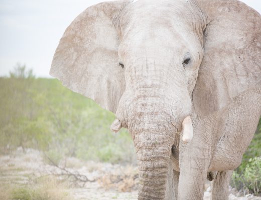 Elephant, Etosha National Park, Namibia