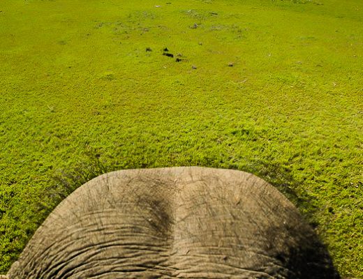 Elephants, Nepal