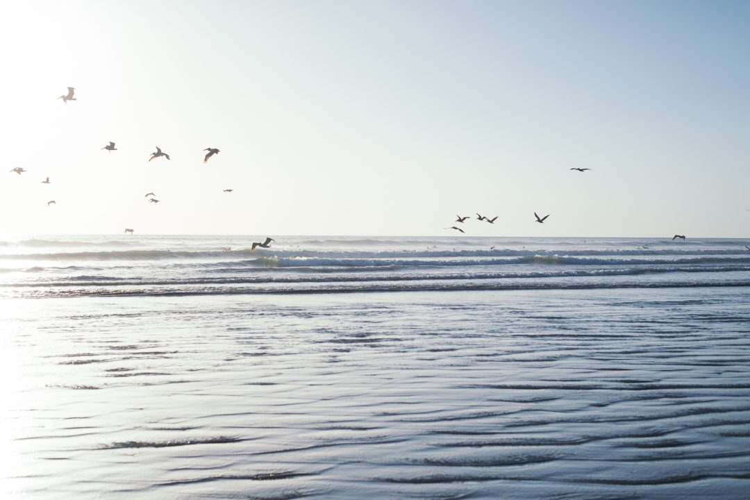 Pelicans, Nosara, Costa Rica