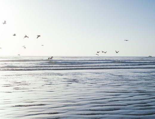 Pelicans, Nosara, Costa Rica