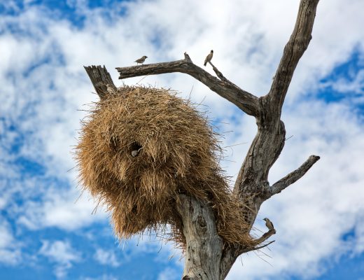 weaver bird nest, Etosha National Park, Namibia