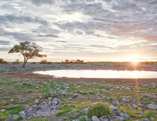 zebra, Okaukuejo, Etosha, Namibia