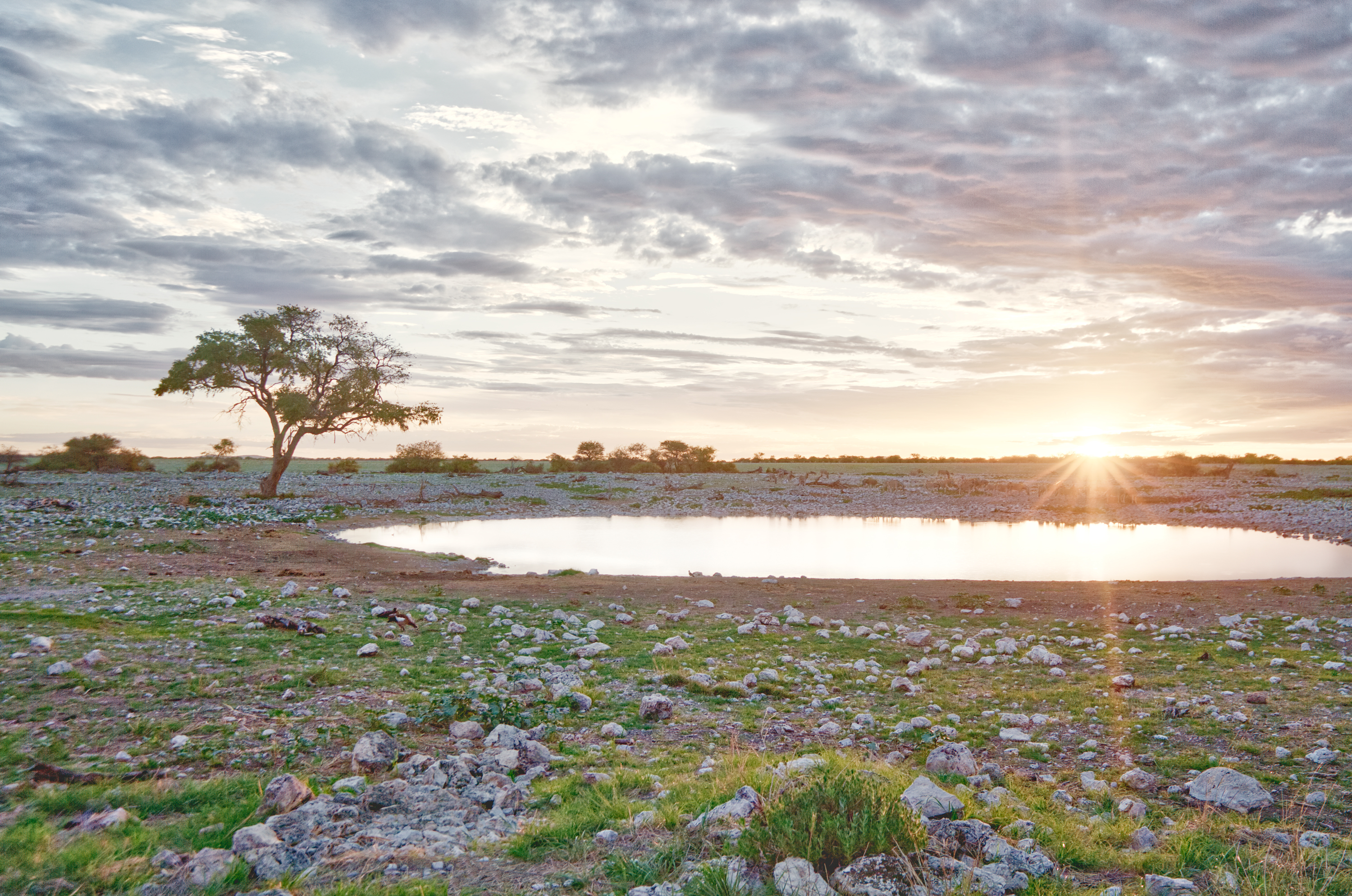 zebra, Okaukuejo, Etosha, Namibia
