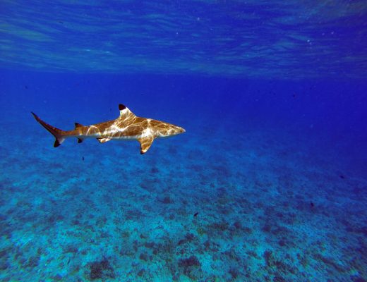 Moorea, French Polynesia