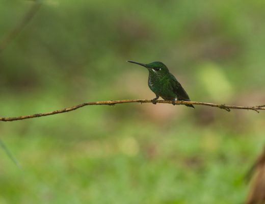 hummingbird, Los Angeles Cloud Forest, Costa Rica.