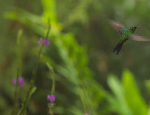 Los Angeles Cloud Forest, Costa Rica, hummingbirds