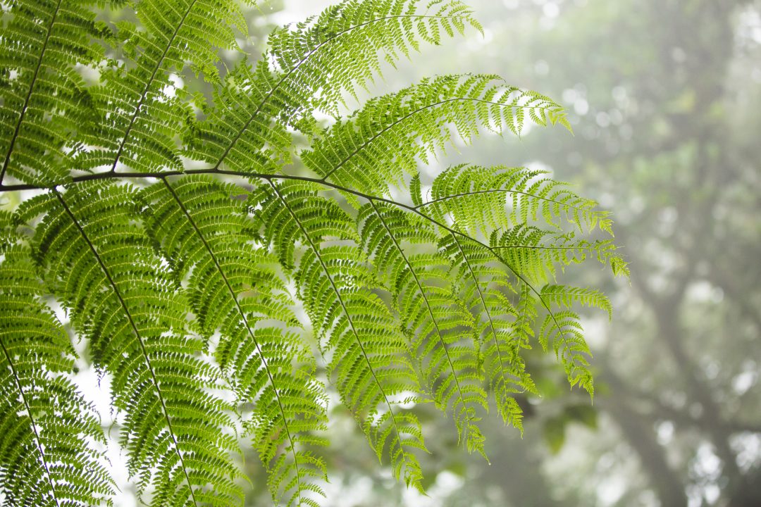 Los Angeles Cloud Forest, Costa Rica