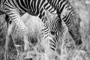 zebras, etosha, namibia