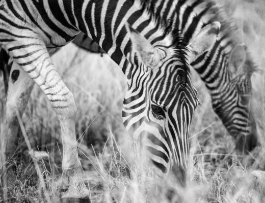 Crystal Stafford, zebras, etosha, namibia