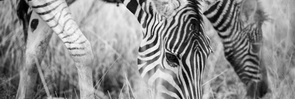 Crystal Stafford, zebras, etosha, namibia