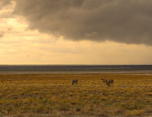 Crystal Stafford, zebra, Namibia, Etosha