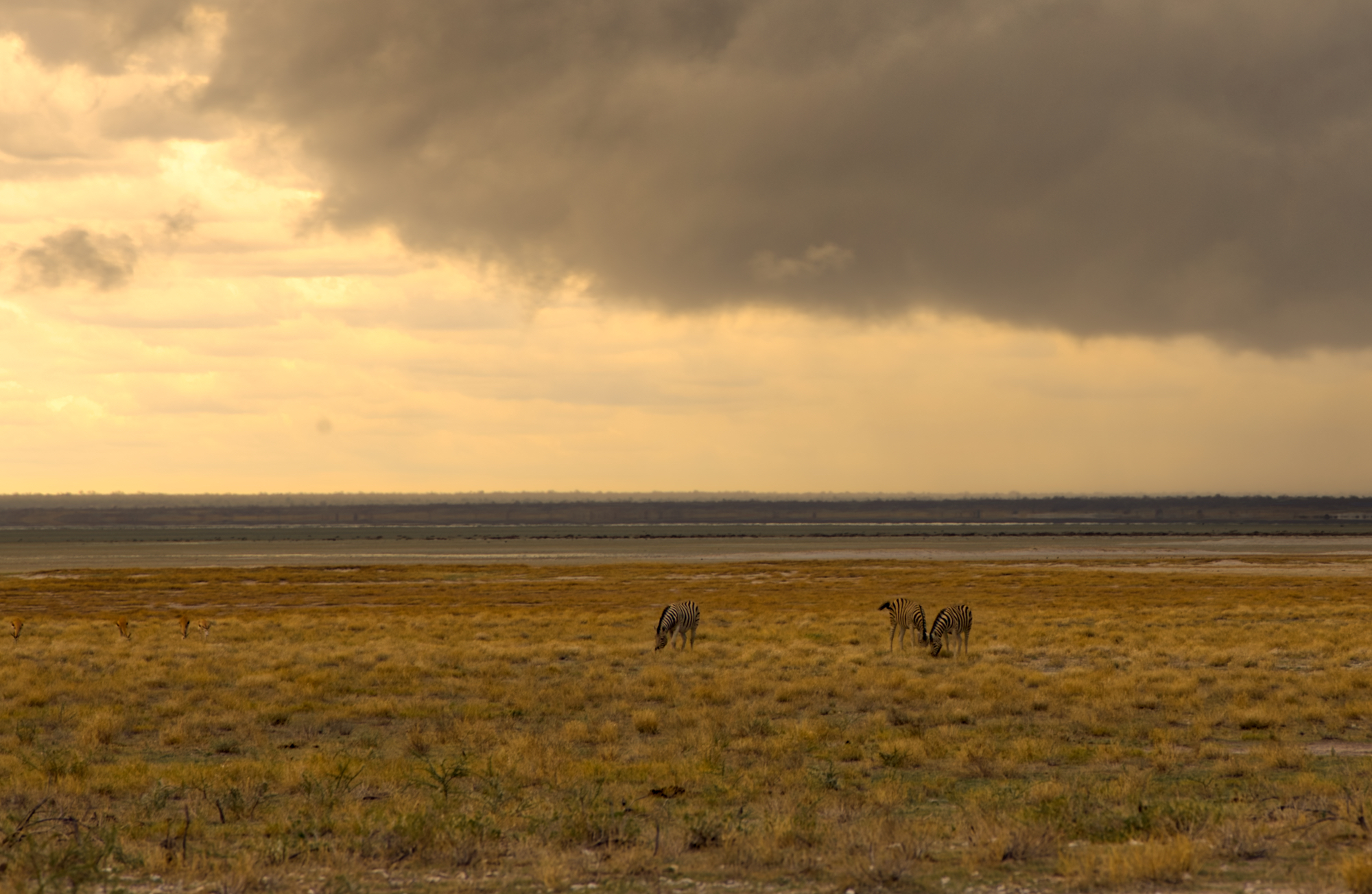 Crystal Stafford, zebra, Namibia, Etosha