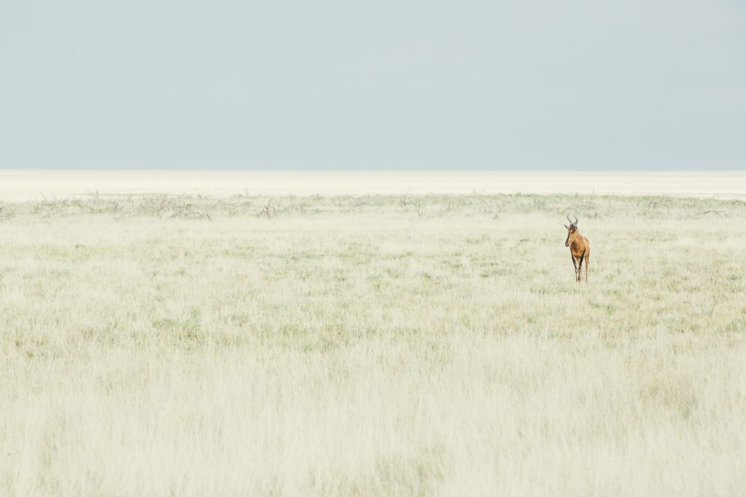 Crystal Stafford, hartebeest, etosha, namibia