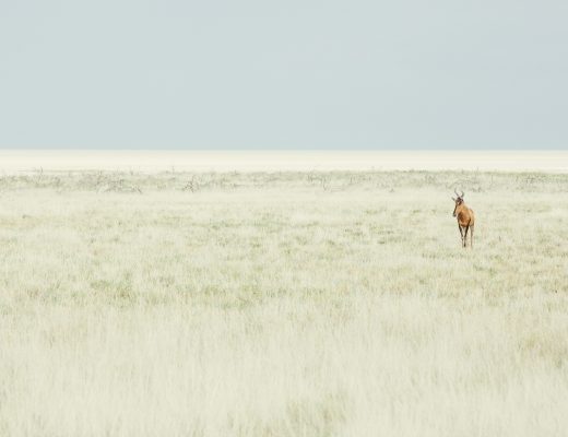 Crystal Stafford, hartebeest, etosha, namibia