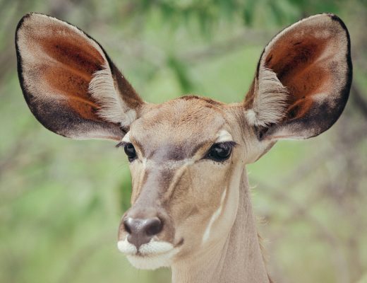 Crystal Stafford, impala, etosha, namibia