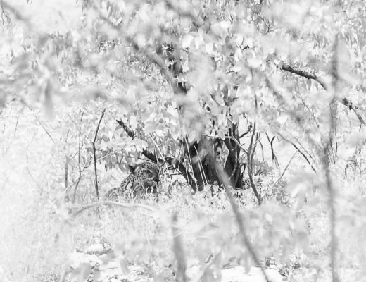 Crystal Stafford, leopard, etosha, namibia