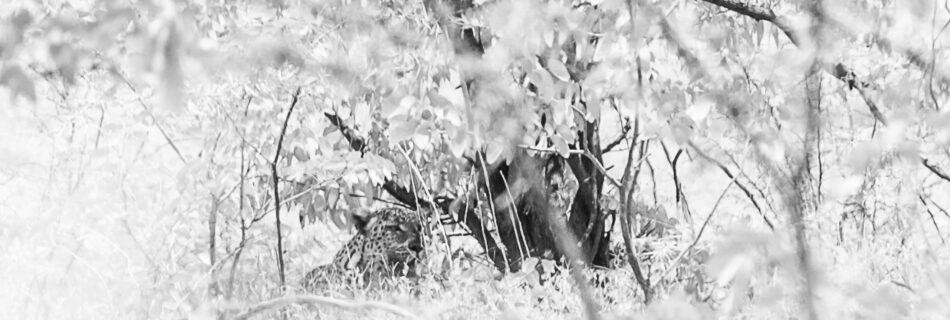 Crystal Stafford, leopard, etosha, namibia