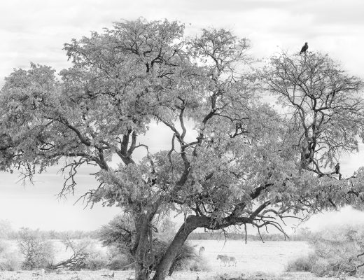 Crystal Stafford, Etosha, birds, namibia
