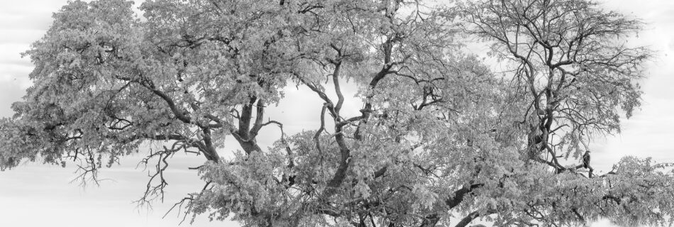 Crystal Stafford, Etosha, birds, namibia