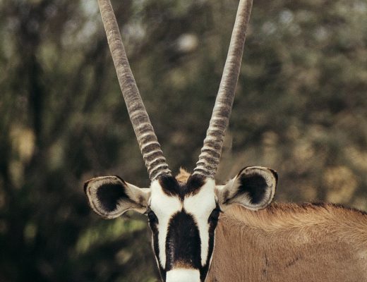 Crystal Stafford, oryx, etosha, namibia