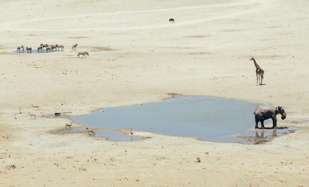 Crystal Stafford, etosha, namibia, wildlife, dolomite