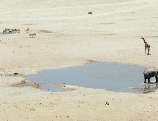 Crystal Stafford, etosha, namibia, wildlife, dolomite