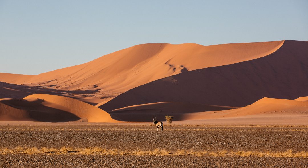 Crystal Stafford, Namibia, Namib Desert, oryx