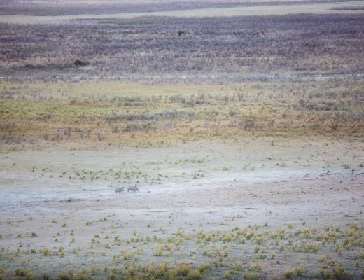 Crystal Stafford, black rhino, dolomite, etosha, namibia