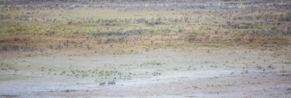 Crystal Stafford, black rhino, dolomite, etosha, namibia