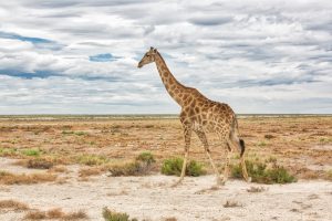 Etosha, Nambia, Giraffe