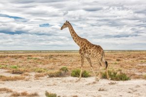 Crystal Stafford, Etosha, Nambia, Giraffe