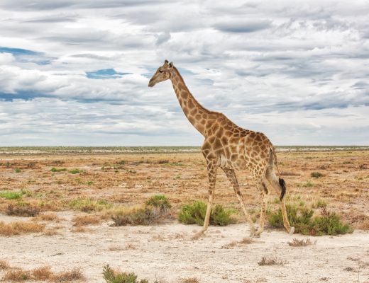 Crystal Stafford, Etosha, Nambia, Giraffe