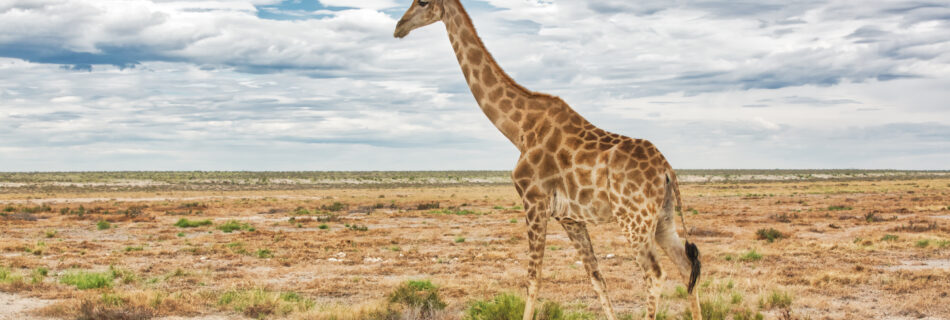 Crystal Stafford, Etosha, Nambia, Giraffe