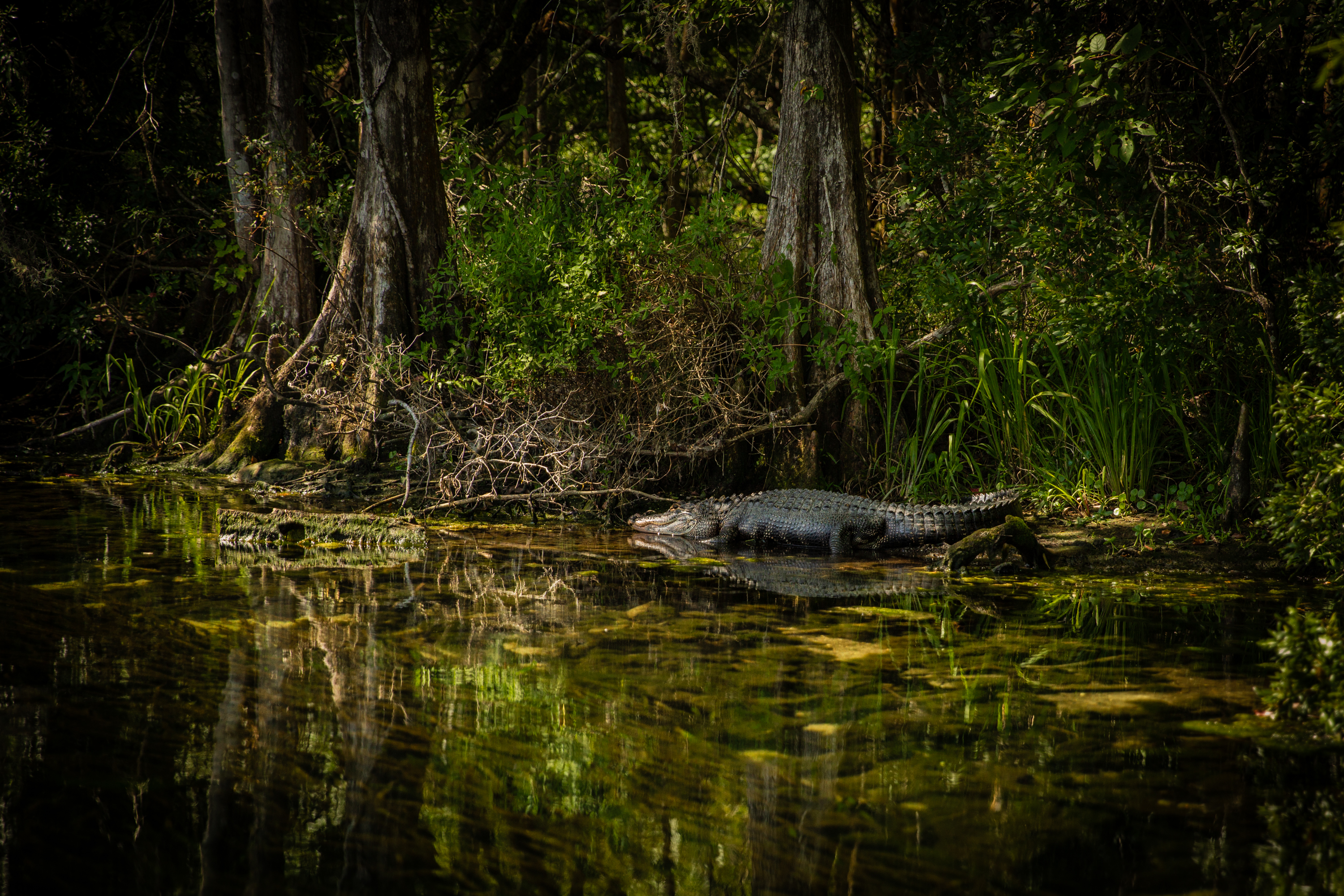 Crystal Stafford, Wakullah Springs, Florida