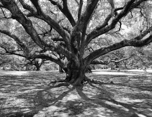 Crystal Stafford, New Orleans