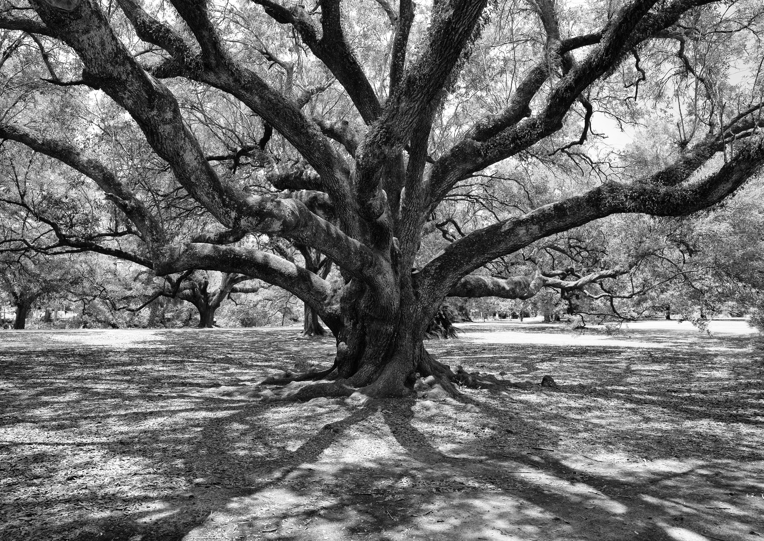 Crystal Stafford, New Orleans