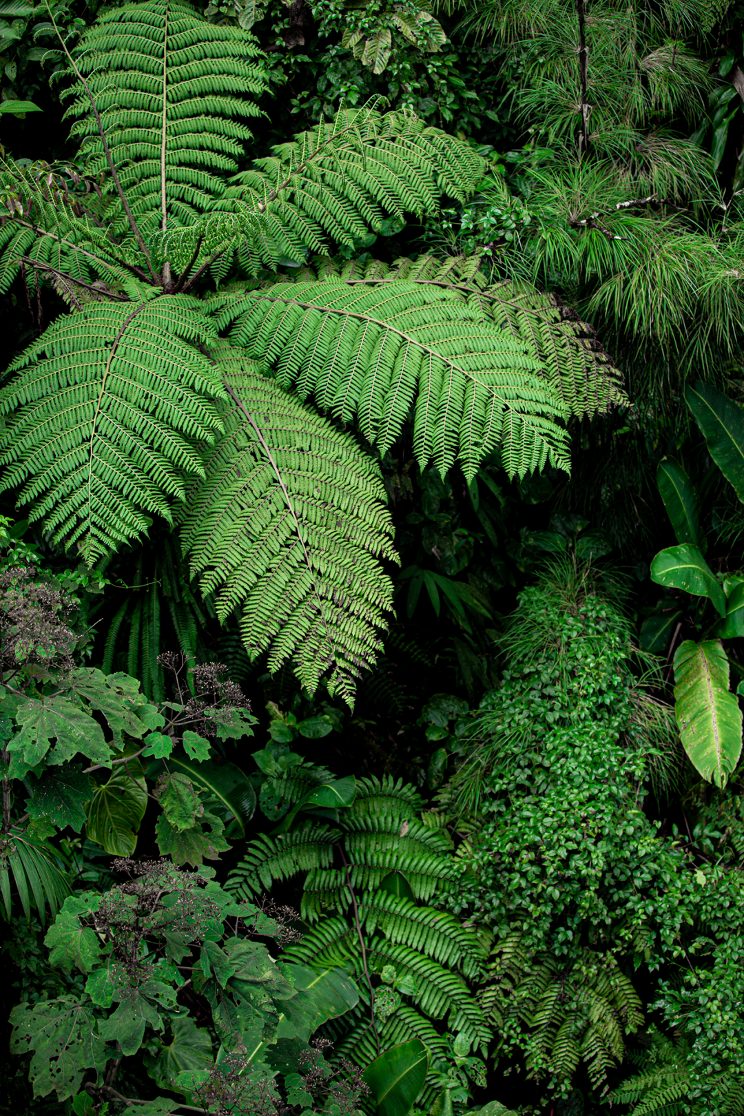 Photo displaying sacred jungle geometry