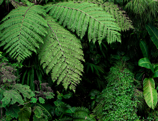 Photo displaying sacred jungle geometry